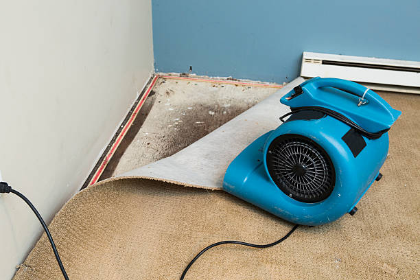 Best Local water damage restoration  in Brooksville, MS